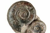 Free-Standing Fossil Ammonite (Hammatoceras) Pair - France #227335-1